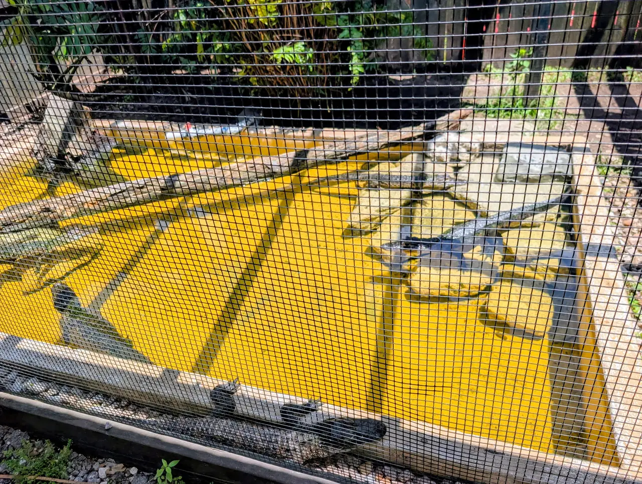 Everglades preview 19