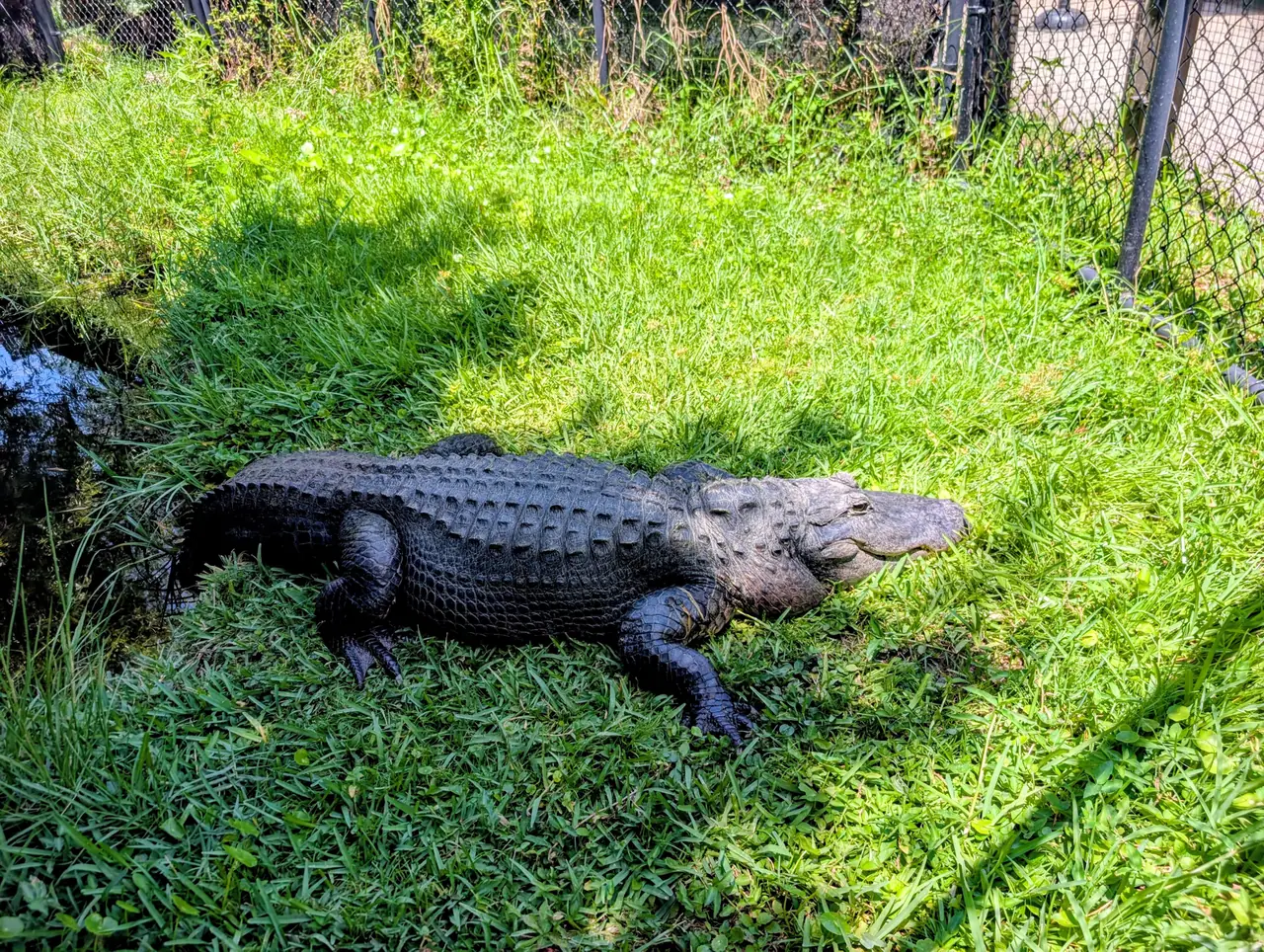 Everglades preview 21